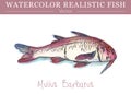 Hand painted watercolor edible fish. Vector design Royalty Free Stock Photo