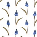 Hand painted watercolor floral pattern seamless blue grape hyacinth blue background