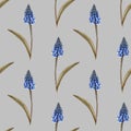 Hand painted watercolor floral pattern seamless blue grape hyacinth