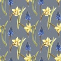 Hand painted watercolor floral pattern seamless blue grape hyacinth yellow daffodils narcissus dark blue background Royalty Free Stock Photo