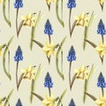 Hand painted watercolor floral pattern seamless blue grape hyacinth yellow daffodils narcissus light yellow background Royalty Free Stock Photo