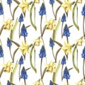 Hand painted watercolor floral pattern seamless blue grape hyacinth yellow daffodils narcissus white background Royalty Free Stock Photo