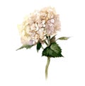 Hand painted watercolor flowers. Hydrangea on white background for logo Royalty Free Stock Photo