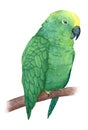 Hand painted watercolor green parrot sitting on the branch