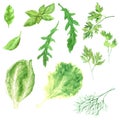 Watercolor illustration fresh greens set - lettuce, arugula, dill, basil leaf, rucola, parsley and italian kale Royalty Free Stock Photo