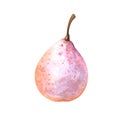 Hand painted watercolor illustration of nashi pear