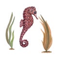 Watercolor illustration of seahorse and seaweeds isolated on white. Perfect for wallpaper, print, baby