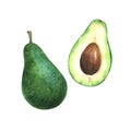 Hand painted watercolor illustration of slice and whole avocado