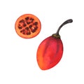 Watercolor illustration of slice and whole tamarillo