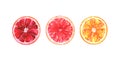 Hand painted watercolor illustration of slices of different oranges