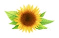 Watercolor illustration of sunflower with leaves isolated on white background with clipping path Royalty Free Stock Photo