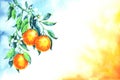 Watercolor leaves, blossoms and orange fruits on branch on white, blue and orange gradient Royalty Free Stock Photo