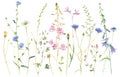Hand painted watercolor meadow herbs and flowers