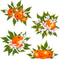 Hand painted watercolor orange blossom and fruits compositions Royalty Free Stock Photo