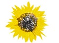 The watercolor painted illustration of sunflower isolated in white background Royalty Free Stock Photo