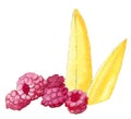 Hand painted watercolor raspberries and mango pieces isolated