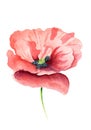 Hand painted watercolor red poppy flower isolated Royalty Free Stock Photo