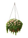 Hand painted watercolor roses in the hanging pot isolated