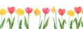 Hand painted watercolor seamless border with daffodils and tulips flower Royalty Free Stock Photo