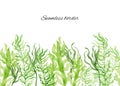 Hand-painted watercolor seamless border with seaweed of different types in shades of green Royalty Free Stock Photo