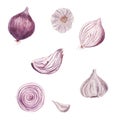 Watercolor set of sweet onion vegetable and garlic isolated on white background. Royalty Free Stock Photo