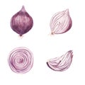 Watercolor set of sweet onion vegetable isolated on white background.