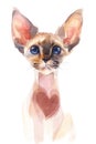 Hand painted watercolor. Siamese cat with heart on chest.