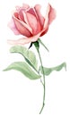 Hand painted watercolor single pink rose on the long stem with green leaves isolated Royalty Free Stock Photo
