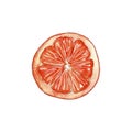 Hand painted watercolor tangerine fruit slice.