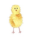 Hand painted watercolor yellow chick isolated on white background. Royalty Free Stock Photo