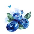 Hand painting summer watercolor blueberries