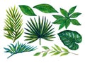 Hand painting watercolor illustrationinspired by ahouseplants tropical rainforest foliage leaf plants element on white