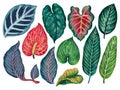 Hand painting watercolor illustrationinspired by anthurium and caladium and peace lily plants element