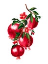 Hand painting watercolor illustrationinspired pomegranate and bloom bouquet foliage leaves forest tree element on white