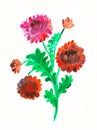 Hand paintWatercolor flowers. Botanical detail for cards, poster, scrabooking, web, invitations.