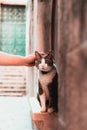 Hand patting a cute street cat in split, croatia. Wide eyes and grey white furred, looking surprised into the distance