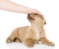 Hand patting dog head.