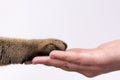 Hand and paw of a cat on a white background friendship concept. Pets are friends of man