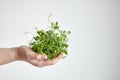 Hand with pea microgreens shoots on gray background. Fresh micro greens in female hand