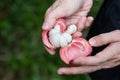 Hand peel open fresh mangosteen fruit with juicy flesh Royalty Free Stock Photo