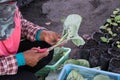 Hand of people harvest clean organic vegetable Royalty Free Stock Photo