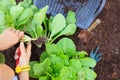 Hand of people harvest clean organic vegetable in home garden fo Royalty Free Stock Photo