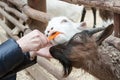 Hand of the person feeding with carrot a goat in a zoo Royalty Free Stock Photo