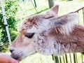 Hand of a person feeding a lama