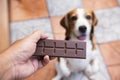 The hand of a person is giving chocolate to a pet to eat. But animals can`t eat chocolate. It contains caffeine, Theobromine, whi