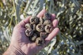 Hand of a person with a handful, pile, of capsules, seeds of Eucalyptus globulus on a sunny day. selective approach