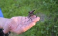 Hand of person holding a very rare stag beetle (Lucanus cervus) the largest european beetle Royalty Free Stock Photo