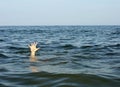 Hand of the person seeks help while he is drowning