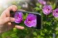 The hand of the person taking the picture of flowers on the smartphone