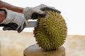 The hand of the person wearing gloves is holding the durian fruit